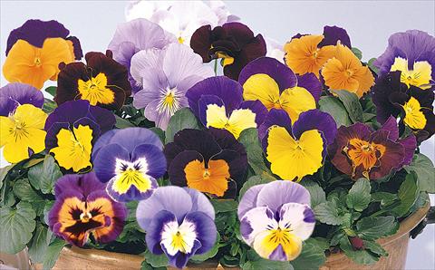 Foto de variedad de flores para ser usadas como: Maceta y planta de temporada Viola wittrockiana Mambo Mix