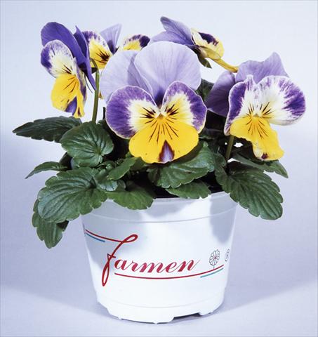 Foto de variedad de flores para ser usadas como: Maceta y planta de temporada Viola wittrockiana Mambo Pierrot