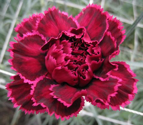 Foto de variedad de flores para ser usadas como: Flor cortada Dianthus caryophyllus Nobbio® Black Heart