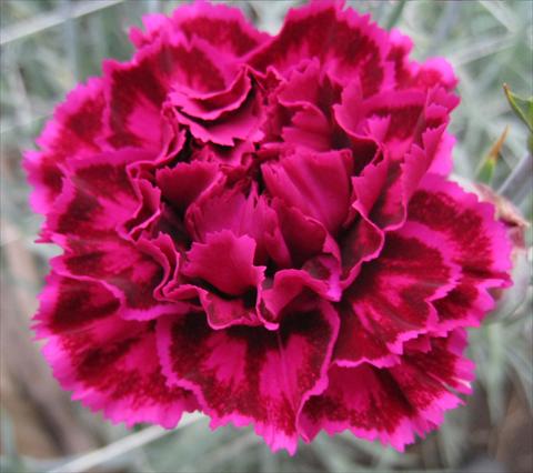 Foto de variedad de flores para ser usadas como: Flor cortada Dianthus caryophyllus Nobbio® Burgundy