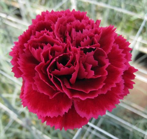 Foto de variedad de flores para ser usadas como: Flor cortada Dianthus caryophyllus Nobbio® DolceNero