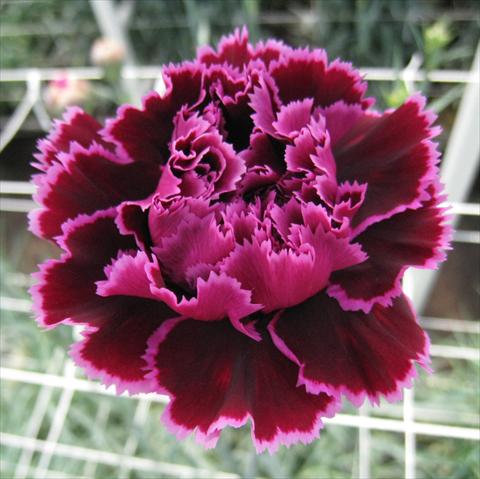 Foto de variedad de flores para ser usadas como: Flor cortada Dianthus caryophyllus Nobbio® Hard Rock