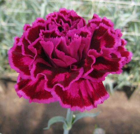Foto de variedad de flores para ser usadas como: Flor cortada Dianthus caryophyllus Nobbio® Violet