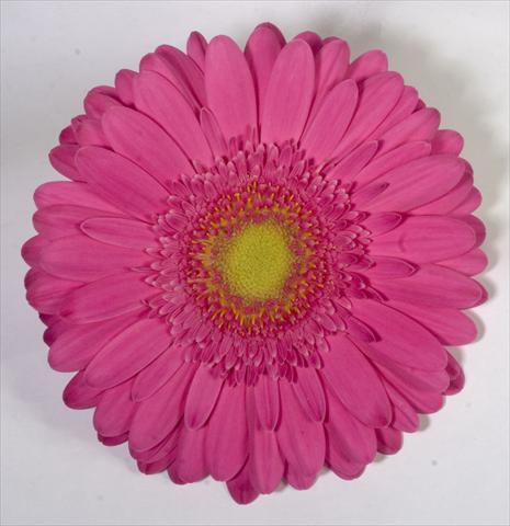 Foto de variedad de flores para ser usadas como: Maceta Gerbera jamesonii Corinto