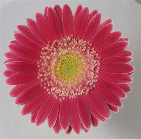 Foto de variedad de flores para ser usadas como: Maceta Gerbera jamesonii Natalia