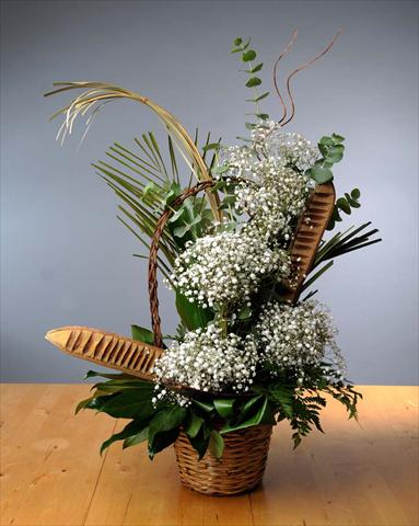 Foto de variedad de flores para ser usadas como: Planta de temporada / borde del macizo Gypsophila Pearl Blossom