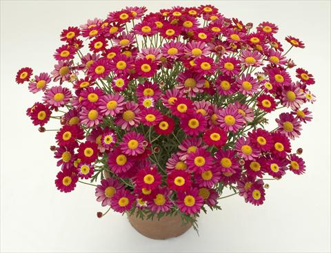 Foto de variedad de flores para ser usadas como: Maceta y planta de temporada Argyranthemum frutescens Daisy Crazy™ Meteor Red