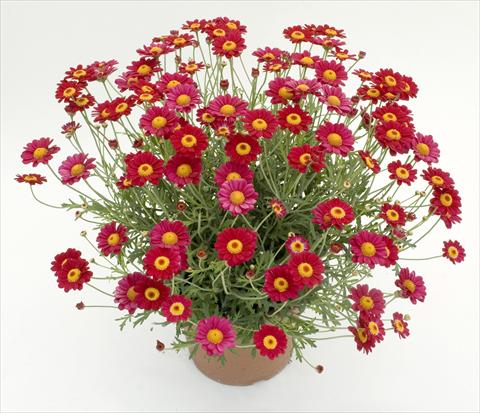 Foto de variedad de flores para ser usadas como: Maceta y planta de temporada Argyranthemum frutescens Daisy Crazy™ Starlight Red