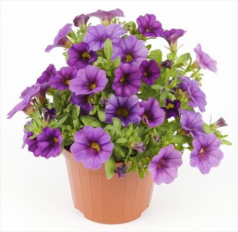 Foto de variedad de flores para ser usadas como: Maceta o Tarrina de colgar Calibrachoa Mille Baci® Blue