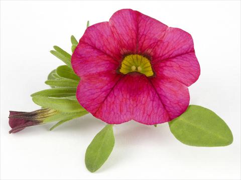 Foto de variedad de flores para ser usadas como: Maceta o Tarrina de colgar Calibrachoa Mille Baci® Magenta