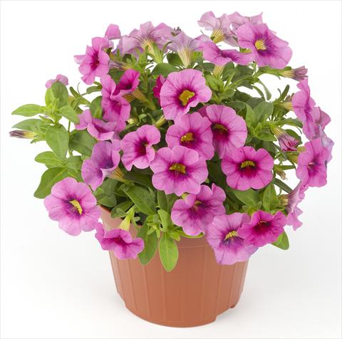 Foto de variedad de flores para ser usadas como: Maceta o Tarrina de colgar Calibrachoa Mille Baci® Rose