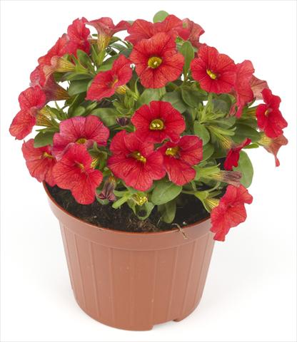 Foto de variedad de flores para ser usadas como: Maceta o Tarrina de colgar Calibrachoa Mille Baci® Scarlet