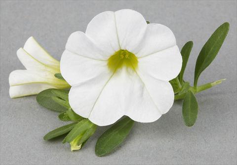 Foto de variedad de flores para ser usadas como: Maceta o Tarrina de colgar Calibrachoa Mille Baci® White