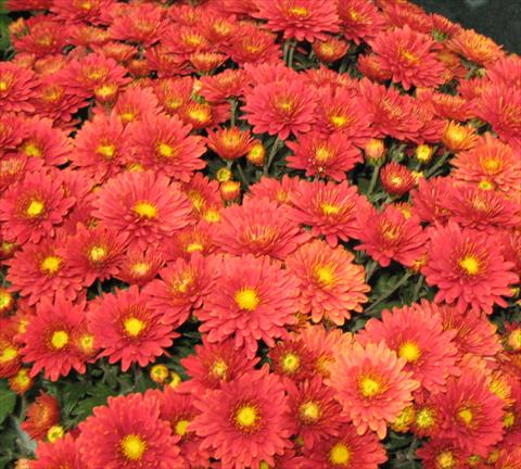 Foto de variedad de flores para ser usadas como: Maceta o Tarrina de colgar Chrysanthemum Golette® Fructa Framboise