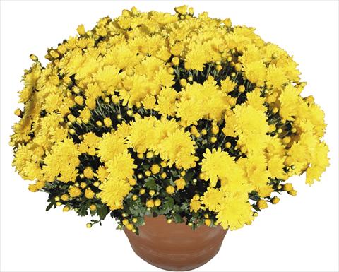 Foto de variedad de flores para ser usadas como: Maceta o Tarrina de colgar Chrysanthemum Perseus® Macao Jaune