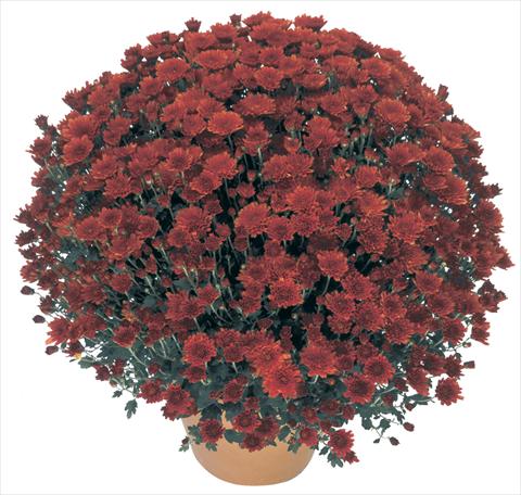 Foto de variedad de flores para ser usadas como: Maceta o Tarrina de colgar Chrysanthemum Perseus® Macao Rouge
