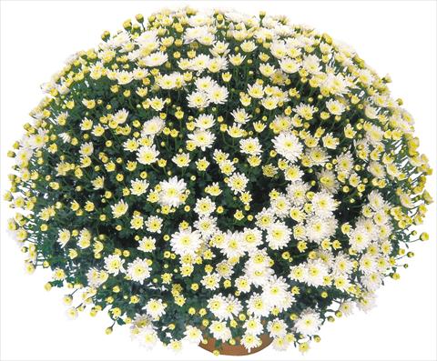 Foto de variedad de flores para ser usadas como: Maceta o Tarrina de colgar Chrysanthemum Perseus® Solo Blanc
