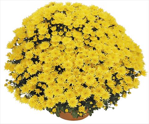 Foto de variedad de flores para ser usadas como: Maceta o Tarrina de colgar Chrysanthemum Perseus® Solo Jaune