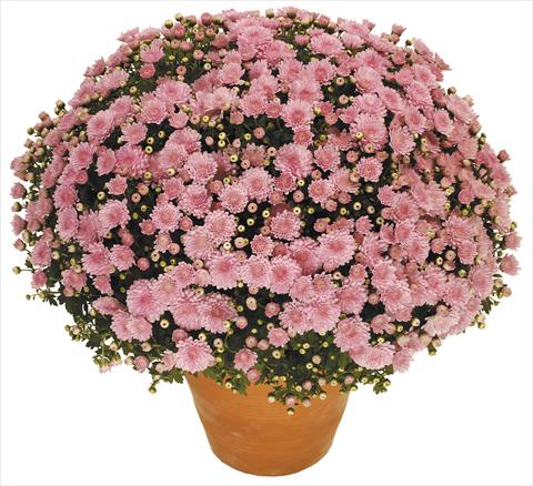 Foto de variedad de flores para ser usadas como: Maceta o Tarrina de colgar Chrysanthemum Perseus® Toubo Rose