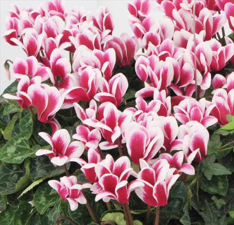 Foto de variedad de flores para ser usadas como: Maceta o Tarrina de colgar Cyclamen persicum Latinia® Fantasia Magenta Foncé