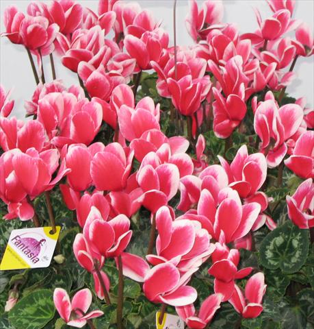 Foto de variedad de flores para ser usadas como: Maceta o Tarrina de colgar Cyclamen persicum Latinia® Fantasia Rouge