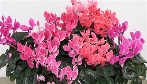 Foto de variedad de flores para ser usadas como: Maceta o Tarrina de colgar Cyclamen persicum Latinia® Premium Melange Flammé Liseré