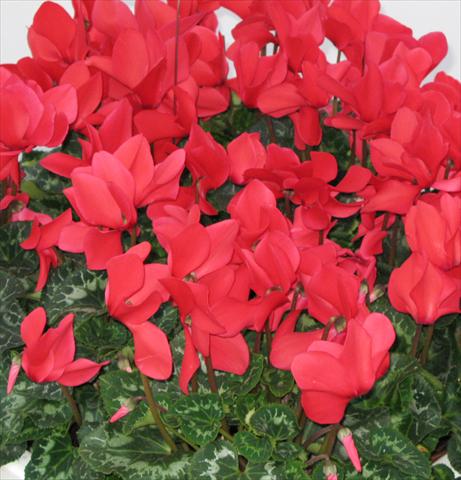Foto de variedad de flores para ser usadas como: Maceta o Tarrina de colgar Cyclamen persicum Latinia® Rouge vif