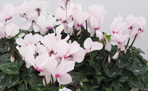 Foto de variedad de flores para ser usadas como: Maceta o Tarrina de colgar Cyclamen persicum Latinia® Victoria 50