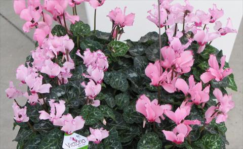 Foto de variedad de flores para ser usadas como: Maceta y planta de temporada Cyclamen persicum mini Metis® Victoria Saumon & Fuchsia