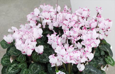 Foto de variedad de flores para ser usadas como: Maceta y planta de temporada Cyclamen persicum mini Metis® Victoria