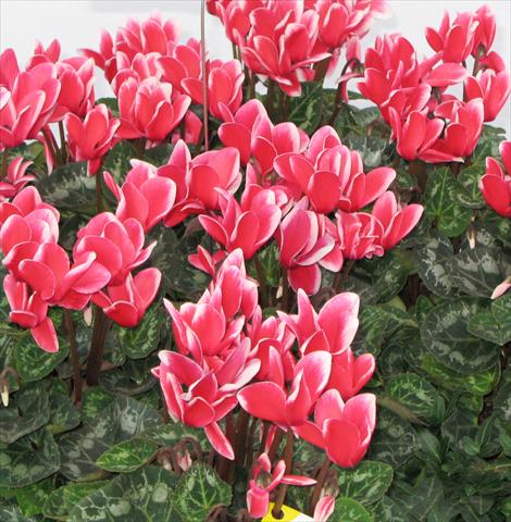 Foto de variedad de flores para ser usadas como: Maceta o Tarrina de colgar Cyclamen persicum midi Tianis® Fantasia Rouge écarlate