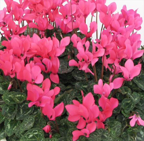Foto de variedad de flores para ser usadas como: Maceta o Tarrina de colgar Cyclamen persicum midi Tianis® Fuchsia Neon