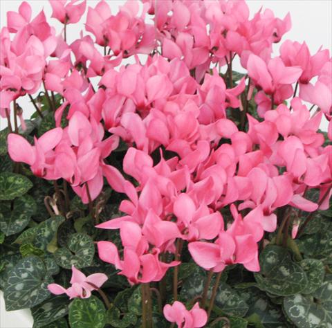 Foto de variedad de flores para ser usadas como: Maceta o Tarrina de colgar Cyclamen persicum midi Tianis® Rose à oeil liseré