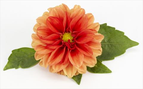 Foto de variedad de flores para ser usadas como: Maceta o Tarrina de colgar Dahlia Decoretta Orange