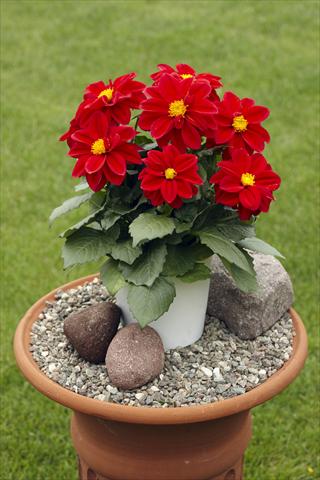 Foto de variedad de flores para ser usadas como: Maceta o Tarrina de colgar Dahlia Decoretta Red