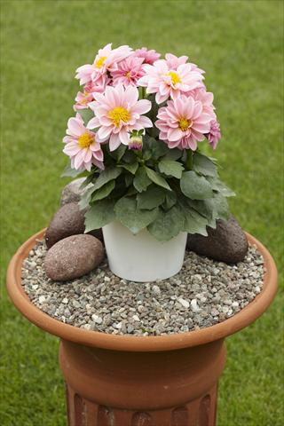 Foto de variedad de flores para ser usadas como: Maceta o Tarrina de colgar Dahlia Decoretta Rose-Pink