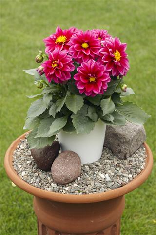 Foto de variedad de flores para ser usadas como: Maceta o Tarrina de colgar Dahlia Decoretta Violet