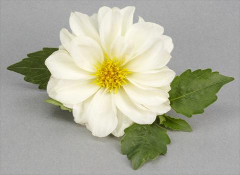 Foto de variedad de flores para ser usadas como: Maceta o Tarrina de colgar Dahlia Decoretta White
