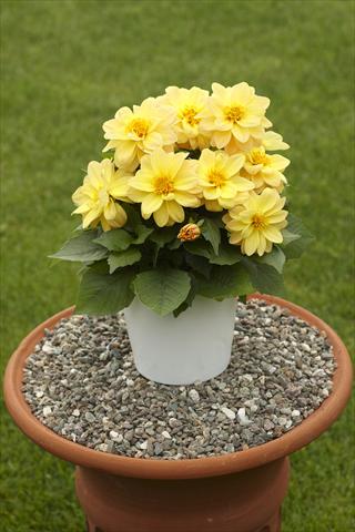 Foto de variedad de flores para ser usadas como: Maceta o Tarrina de colgar Dahlia Decoretta Yellow