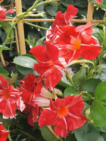 Foto de variedad de flores para ser usadas como: Maceta o Tarrina de colgar Dipladenia (Mandevilla) Sundaville® Red Star