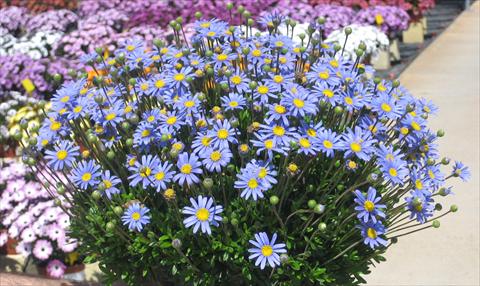 Foto de variedad de flores para ser usadas como: Maceta o Tarrina de colgar Felicia amelloides Felicitara Blue