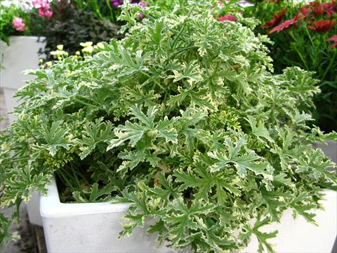 Foto de variedad de flores para ser usadas como: Maceta y planta de temporada Pelargonium odoratissimum Decorativ™ Geranio Bicolor