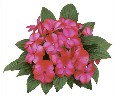 Foto de variedad de flores para ser usadas como: Maceta, planta de temporada, patio Impatiens N. Guinea Paradise® Fancy