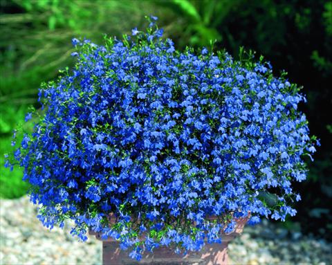 Foto de variedad de flores para ser usadas como: Maceta, planta de temporada, patio Lobelia Lobelie Westflowers® Blue Star
