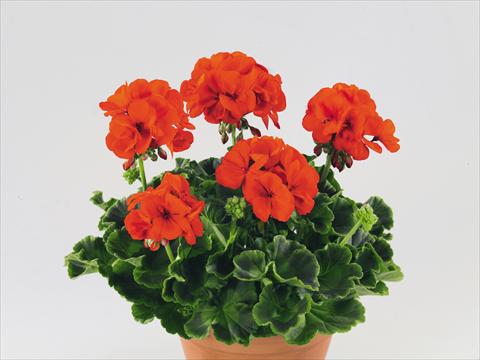 Foto de variedad de flores para ser usadas como: Maceta o Tarrina de colgar Pelargonium zonale Compact Gen® Serena Nova