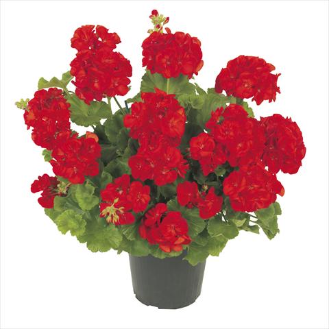 Foto de variedad de flores para ser usadas como: Maceta Pelargonium zonale RE-AL® Polaris®