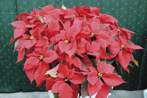 Foto de variedad de flores para ser usadas como: Maceta Poinsettia - Euphorbia pulcherrima PLA® Eckespoint® Fiamma