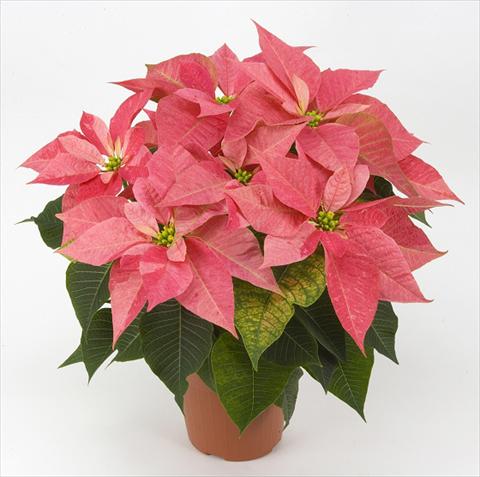 Foto de variedad de flores para ser usadas como: Maceta Poinsettia - Euphorbia pulcherrima PLA® Eckespoint® Giulietta