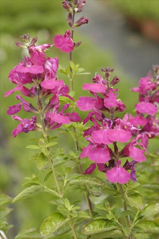 Foto de variedad de flores para ser usadas como: Maceta y planta de temporada Salvia greggii PLA® Puebla Rose