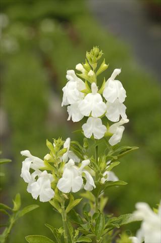 Foto de variedad de flores para ser usadas como: Maceta y planta de temporada Salvia greggii PLA® Puebla White
